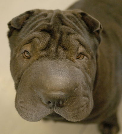 Shar Pei