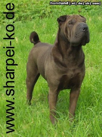 Shar Pei Hunde Foto 6349 Shar Pei