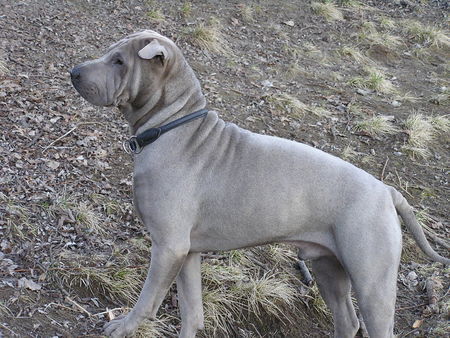 Shar Pei