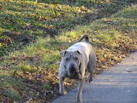 Shar Pei Moe