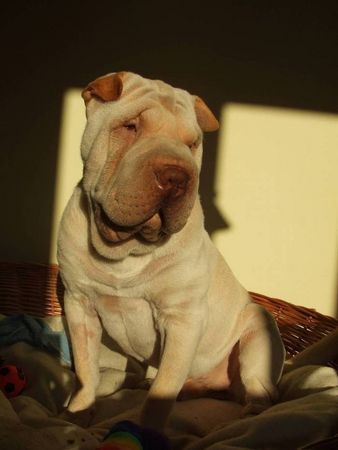 Shar Pei Unser Muffin 1 Jahr alt