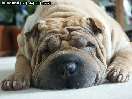 Shar Pei Hunde Foto 7349 Shar Pei Neeloo, unser Rünzelhund