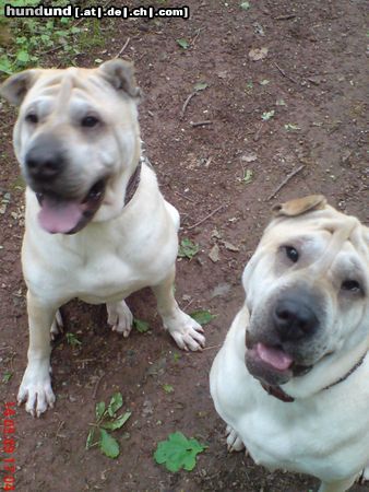 Shar Pei gibt es jetzt was Leckeres