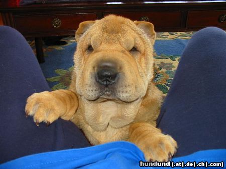 Shar Pei Hunde Foto 12664 Shar Pei bin ich nicht süüüüüüüüüüüüß