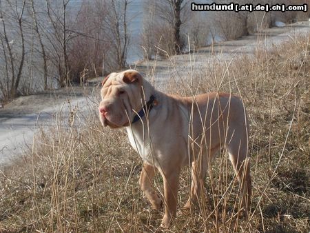 Shar Pei Hunde Foto 5225 Shar Pei Mein Liebling