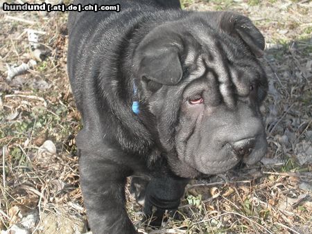 Shar Pei Hunde Foto 5226 Shar Pei Unser Knuffel