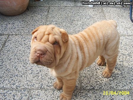 Shar Pei Hunde Foto 11270 Shar Pei odin
