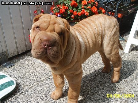 Shar Pei odin