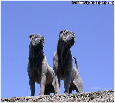 Shar Pei Hunde Foto 3588 Shar Pei 7 monate