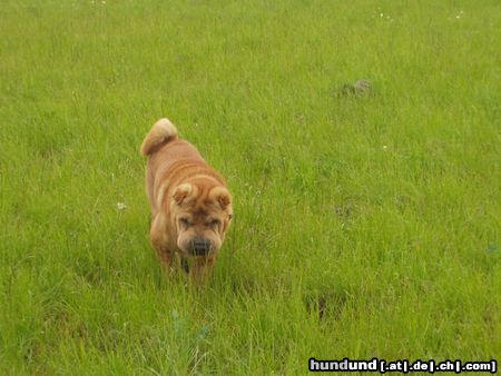 Shar Pei