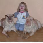 Shar Pei Hunde Foto 2616 Shar Pei Naomi Janina Samson