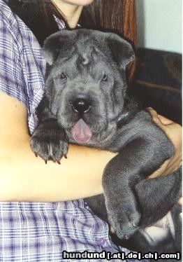 Shar Pei Hunde Foto 8837 Shar Pei Das ist Shar Pei Hündin Shari als Welpe