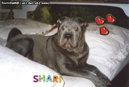 Shar Pei Hunde Foto 8841 Shar Pei Das ist Shar Pei Hündin Shari (blau)