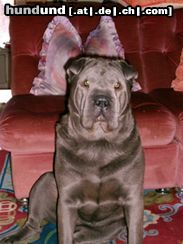 Shar Pei Hunde Foto 8836 Shar Pei Das ist Shar Pei Hündin Shari im Alter von fast 2 Jahren