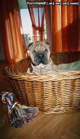 Shar Pei Hunde Foto 17034 in höherer Auflösung ansehen Shar Pei Happy-Hippo`s SILA 11/2004