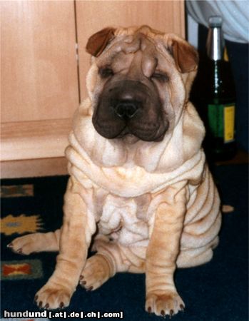 Shar Pei Hunde Foto 4077 Shar Pei Golding Single Step Forward