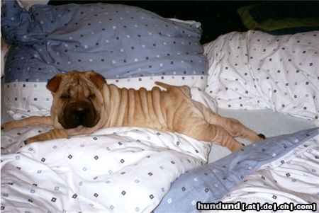Shar Pei Hunde Foto 4078 Shar Pei Golding Single Step Forward