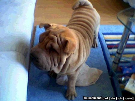 Shar Pei Hunde Foto 7404 Shar Pei Tomy 18.06.2003