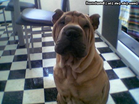 Shar Pei Hunde Foto 13421 Shar Pei Tomy