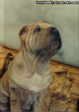 Shar Pei Hunde Foto 11223 Shar Pei