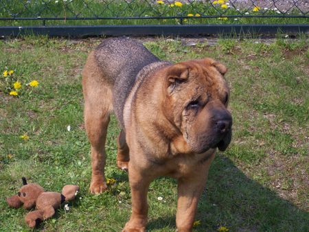 Shar Pei