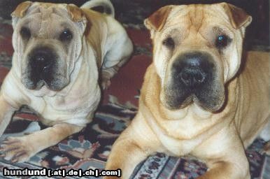 Shar Pei Hunde Foto 8604 Shar Pei Das sind meine zwei süßen Knautschi´s