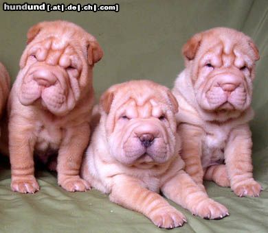 Shar Pei Hunde Foto 19611 in höherer Auflösung ansehen Shar Pei unsere Welpen