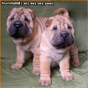 Shar Pei Hunde Foto 19612 in höherer Auflösung ansehen Shar Pei unsere rote Welpen