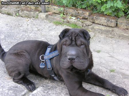 Shar Pei