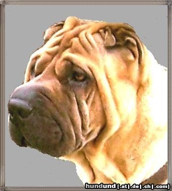 Shar Pei Bruno