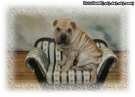 Shar Pei Hunde Foto 11221 Shar Pei