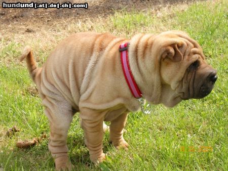 Shar Pei Lou-Lou