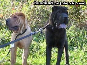 Shar Pei Hunde Foto 9060 Shar Pei Gino, unser Shar Pei Rüde !!