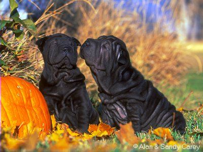 Shar Pei Hunde Foto 2000 Shar Pei I love Shar-Pei