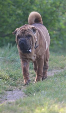 Shar Pei