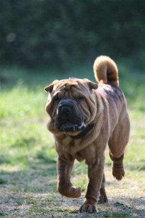 Shar Pei Hunde Foto 40201 in höherer Auflösung ansehen Shar Pei Schlabberwocky