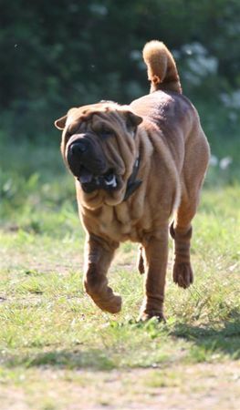 Shar Pei