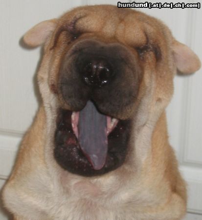 Shar Pei Hunde Foto 14103 Shar Pei Iám sooooooooooooooooooooo.......