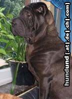 Shar Pei Hunde Foto 9059 Shar Pei Gino, unser Shar Pei Rüde !!