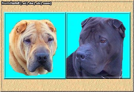 Shar Pei Sandy und Simba