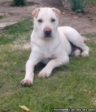 Shar Pei sharpei mix