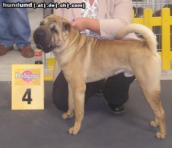 Shar Pei Hunde Foto 5976 Shar Pei Jeff auf der Eurodog 03