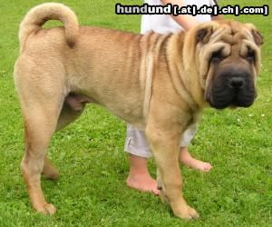 Shar Pei Hunde Foto 4781 Shar Pei Wymander´s Mr. President