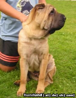 Shar Pei Hunde Foto 4780 Shar Pei Jefferson