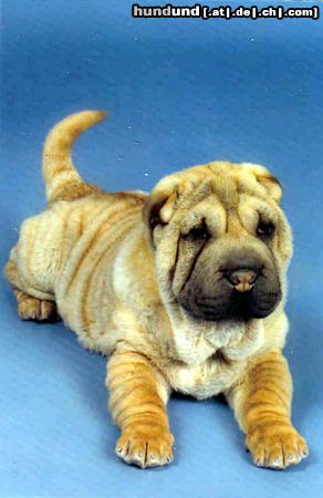 Shar Pei Hunde Foto 7277 Shar Pei mein aaron