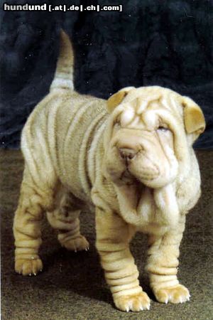 Shar Pei Hunde Foto 7276 Shar Pei die schwester