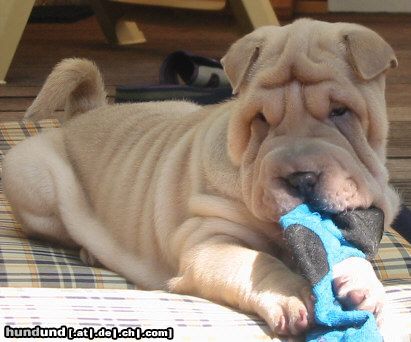 Shar Pei Hunde Foto 12797 Shar Pei Just Lovely