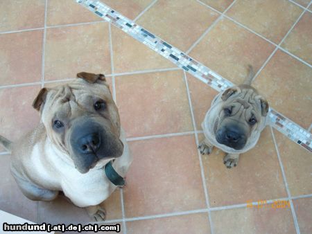 Shar Pei Hunde Foto 12897 Shar Pei