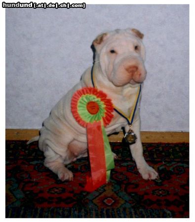 Shar Pei na der ersten Ausstellung
