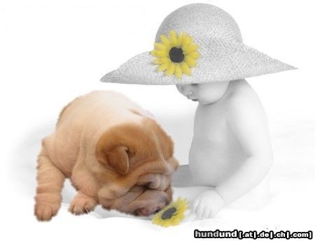 Shar Pei only the color is different